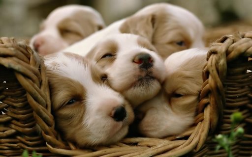 cute-puppies-1
